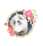 愛犬の明けましておめでとう（個別スタンプ：14）