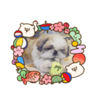 愛犬の明けましておめでとう（個別スタンプ：16）