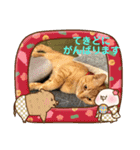 ニャンコたちの新年挨拶3（個別スタンプ：4）