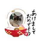 ニャンコたちの新年挨拶3（個別スタンプ：6）