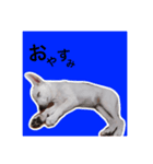 R(アール)（個別スタンプ：5）