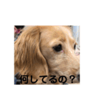 マロン様スタンプ2（個別スタンプ：9）