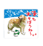 ゴールデンレトリバー ロールと過ごす正月（個別スタンプ：29）