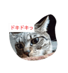 ねこねこにゃにゃーん（個別スタンプ：3）
