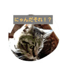 ねこねこにゃにゃーん（個別スタンプ：4）