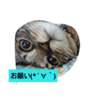 ねこねこにゃにゃーん（個別スタンプ：8）