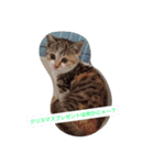 ねこねこにゃにゃーん（個別スタンプ：9）