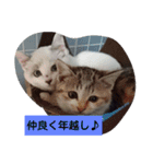 ねこねこにゃにゃーん（個別スタンプ：10）