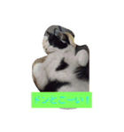 ねこねこにゃにゃーん（個別スタンプ：14）