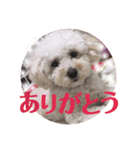 コロちゃんのつぶやき2（個別スタンプ：1）