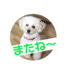 コロちゃんのつぶやき2（個別スタンプ：2）