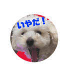 コロちゃんのつぶやき2（個別スタンプ：5）