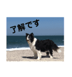 お気楽ボーダーコリー  s（個別スタンプ：6）