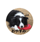 お気楽ボーダーコリー  s（個別スタンプ：7）