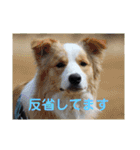 お気楽ボーダーコリー  s（個別スタンプ：8）