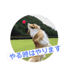お気楽ボーダーコリー  s（個別スタンプ：11）
