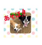 お気楽ボーダーコリー  s（個別スタンプ：12）