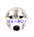 ベビーふぇいす（個別スタンプ：16）