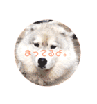 ベビーふぇいす（個別スタンプ：25）
