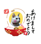 neko_2018（個別スタンプ：1）