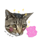neko_2018（個別スタンプ：6）