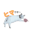 neko_2018（個別スタンプ：12）