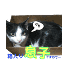 neko_2018（個別スタンプ：14）