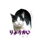 neko_2018（個別スタンプ：18）