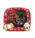 お正月もぐーたらソウタ（個別スタンプ：16）
