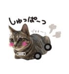 にゃんともかわいいキジトラ猫の小虎くん（個別スタンプ：1）