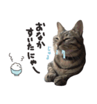 にゃんともかわいいキジトラ猫の小虎くん（個別スタンプ：2）