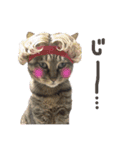 にゃんともかわいいキジトラ猫の小虎くん（個別スタンプ：3）