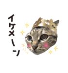 にゃんともかわいいキジトラ猫の小虎くん（個別スタンプ：4）