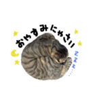 にゃんともかわいいキジトラ猫の小虎くん（個別スタンプ：5）