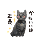 にゃんともかわいいキジトラ猫の小虎くん（個別スタンプ：7）
