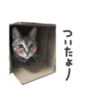 にゃんともかわいいキジトラ猫の小虎くん（個別スタンプ：10）