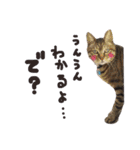 にゃんともかわいいキジトラ猫の小虎くん（個別スタンプ：11）