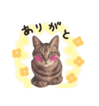 にゃんともかわいいキジトラ猫の小虎くん（個別スタンプ：12）