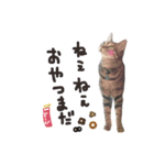 にゃんともかわいいキジトラ猫の小虎くん（個別スタンプ：13）