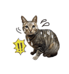 にゃんともかわいいキジトラ猫の小虎くん（個別スタンプ：16）
