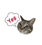 にゃんともかわいいキジトラ猫の小虎くん（個別スタンプ：17）