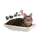 にゃんともかわいいキジトラ猫の小虎くん（個別スタンプ：20）