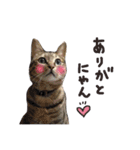 にゃんともかわいいキジトラ猫の小虎くん（個別スタンプ：21）