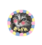 にゃんともかわいいキジトラ猫の小虎くん（個別スタンプ：28）