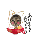 にゃんともかわいいキジトラ猫の小虎くん（個別スタンプ：32）