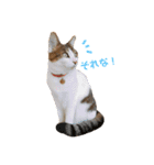 てんねこ日和☺︎（個別スタンプ：1）