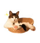てんねこ日和☺︎（個別スタンプ：2）