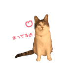 てんねこ日和☺︎（個別スタンプ：3）