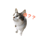 てんねこ日和☺︎（個別スタンプ：4）