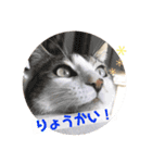 てんねこ日和☺︎（個別スタンプ：6）